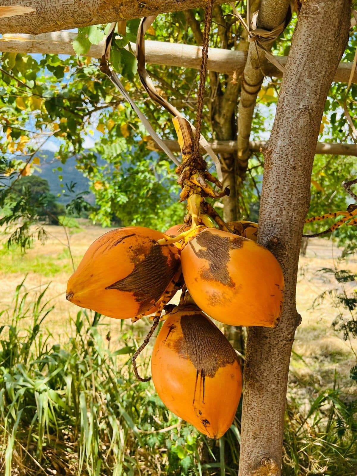 Sri Lanka Gallery Image 2